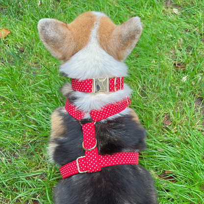 corgi in polka paws dog harness and collar back view 