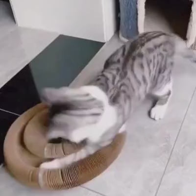 Kitty Kurlz™ Cat Toy